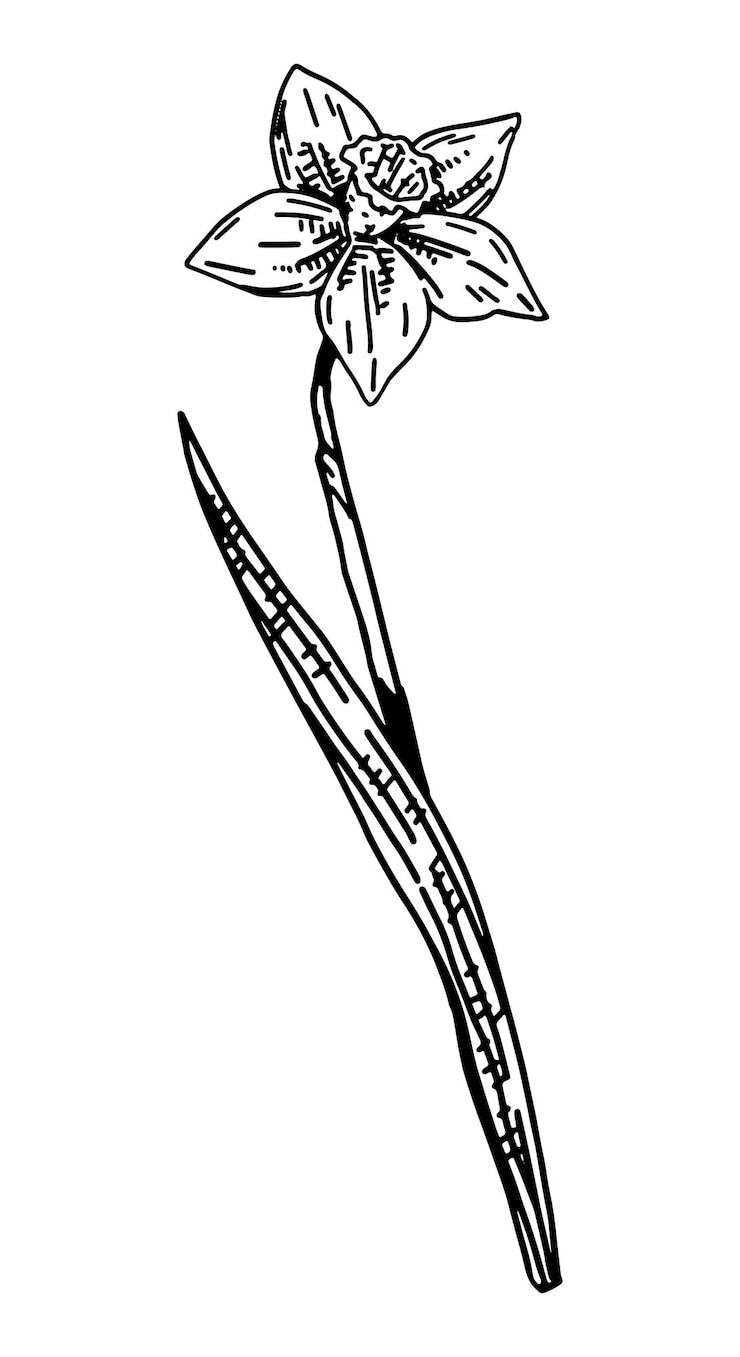 Vetor esboço de narciso clipart de flor da primavera ilustração vetorial desenhada à mão isolada em fundo branco