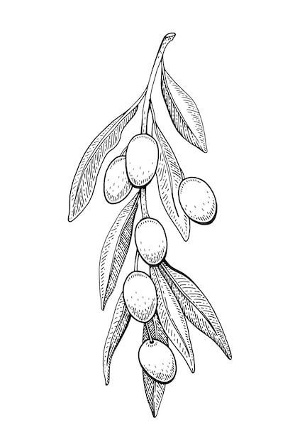 Esboço de oliva. ilustração do ramo. arte de linha preta desenhada de mão vintage.