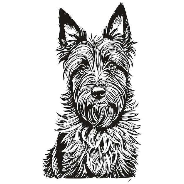 Esboço de tinta de cachorro scottish terrier desenho tatuagem vintage ou camiseta impressa em preto e branco vetor de raça realista animal de estimação