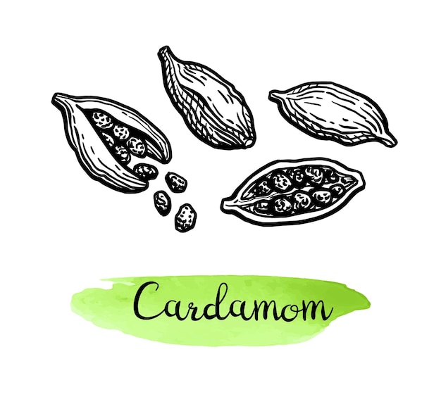 Esboço de tinta de cardamomo