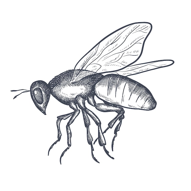 Vetor esboço de tinta de vespa vetorial desenhado à mão abelha abelha isolada no fundo branco elemento de inseto da vida selvagem