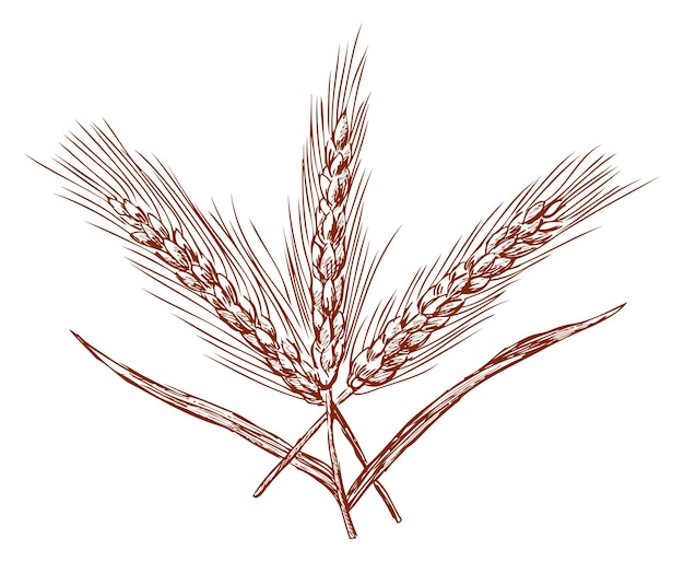 Vetor esboço de um feixe de três espigas de trigo maduras desenho de mão vetorial isolado em branco