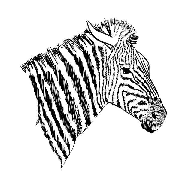 Esboço de uma zebra