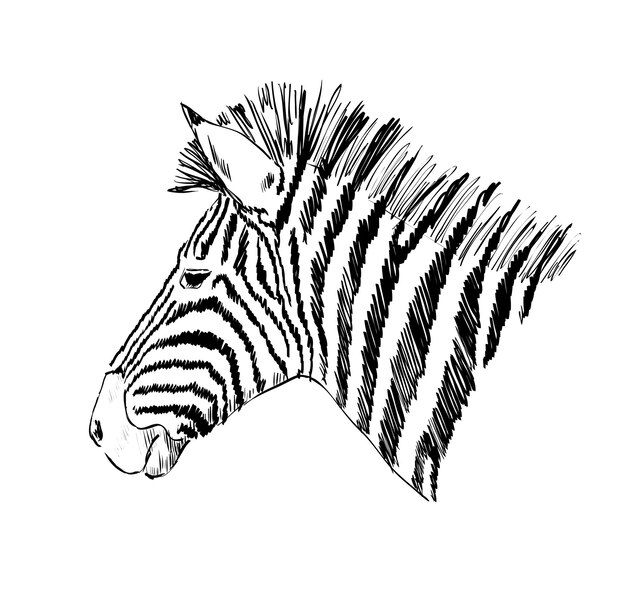 Esboço de uma zebra