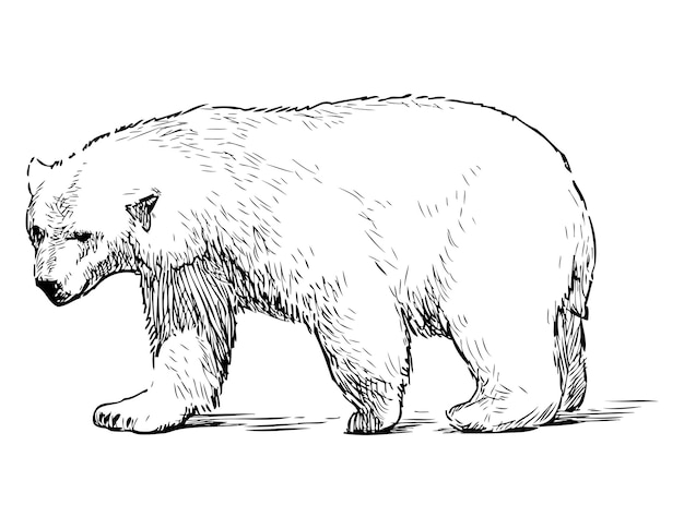 Esboço de urso polar ambulante