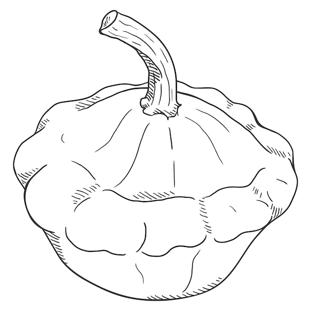 Vetor esboço de vetor de frutas patisson de abóbora