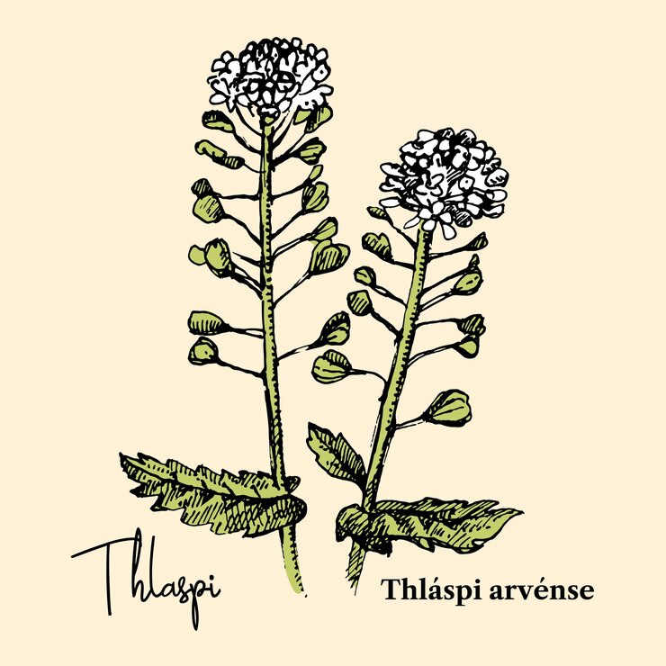 Vetor esboço desenhado à mão botânico de flores selvagens de fundo ilustração vetorial da erva medicinal thlaspi flor