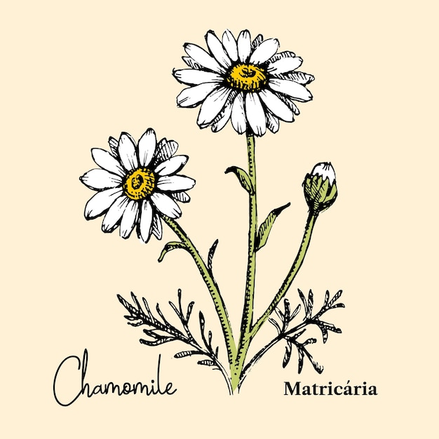 Vetor esboço desenhado à mão botânico de flores silvestres de fundo ilustração vetorial de erva medicinal flor de camomila