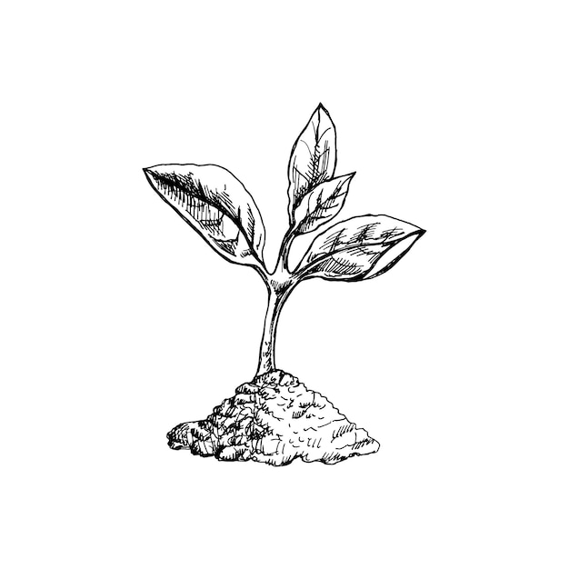 Esboço desenhado à mão de brotos crescendo a partir do solo Eco conceito Doodle contorno vetorial doodle