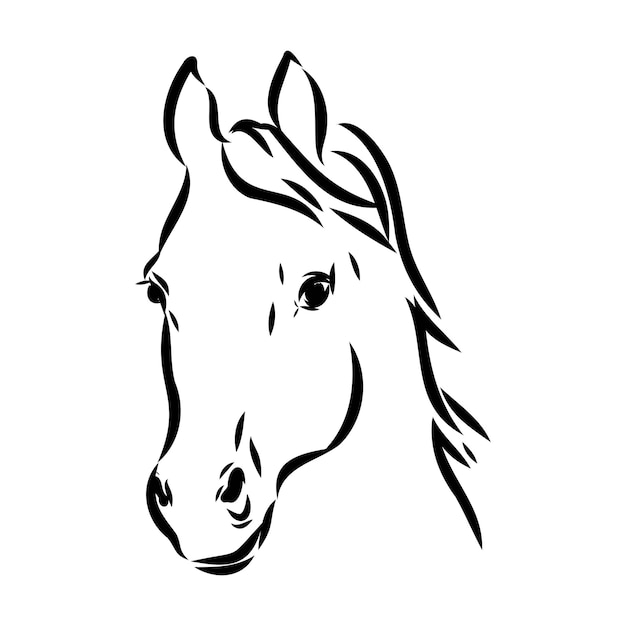 Como desenhar um cavalo árabe  Tutorial de desenho passo a passo