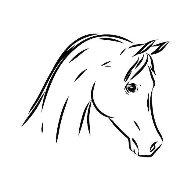 Como desenhar um cavalo árabe  Tutorial de desenho passo a passo