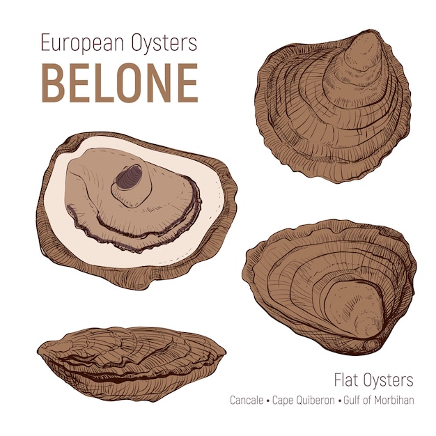 Vetor esboço desenhado à mão de ostras europeias