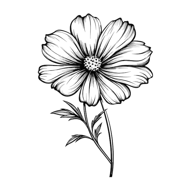 Vetor esboço desenhado à mão flor cosmos ilustração