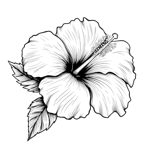 Esboço Desenhado à Mão Flor de Hibisco ilustração