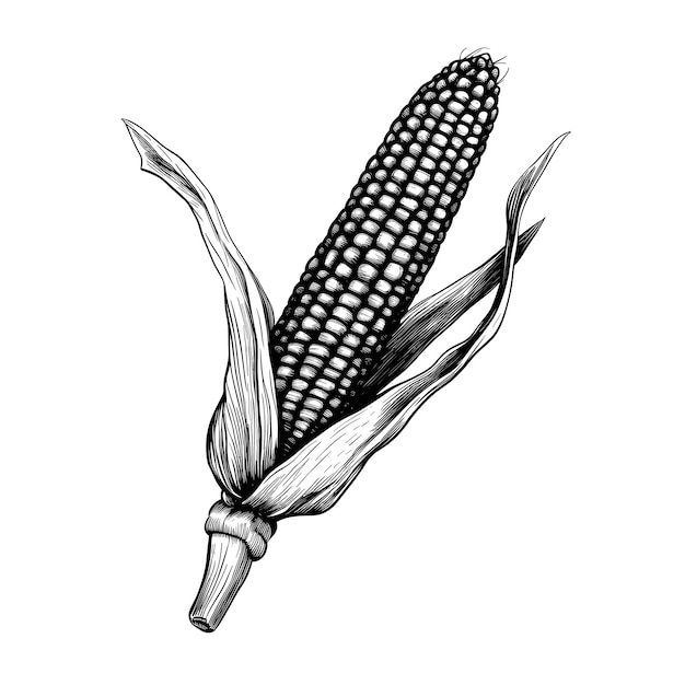 Vetor esboço desenhado à mão ilustração de milho