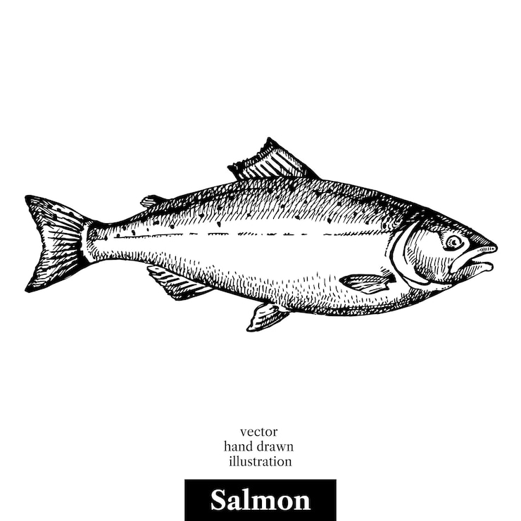 Vetor esboço desenhado à mão vetor de frutos do mar ilustração vintage preto e branco de peixe salmão objeto isolado no fundo branco projeto do menu