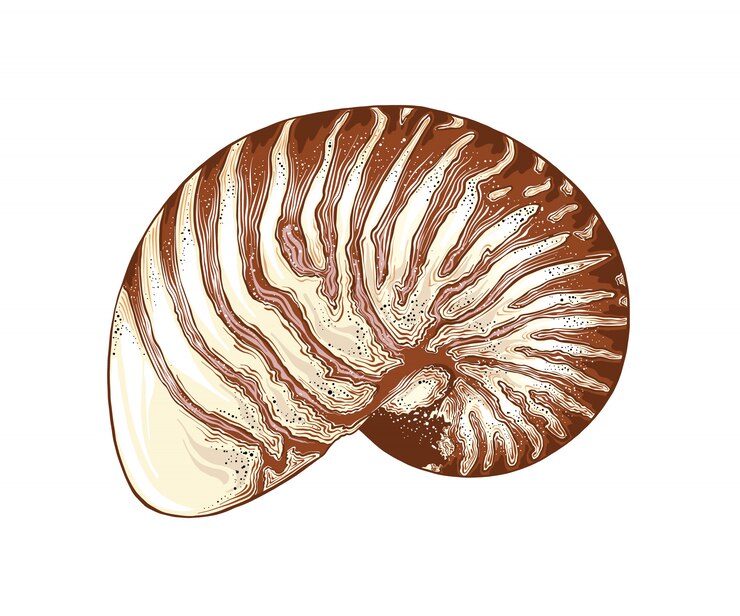 Vetor esboço desenhado de mão da concha de nautilus na cor, isolado. desenho detalhado estilo vintage. ilustração vetorial