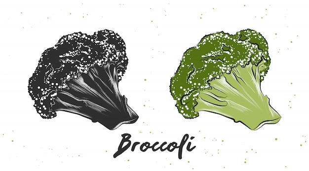 Esboço desenhado de mão de brócolis