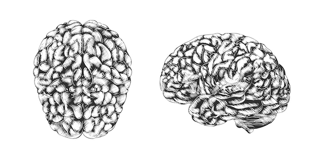 Vetor esboço desenhado de mão do cérebro humano em monocromático