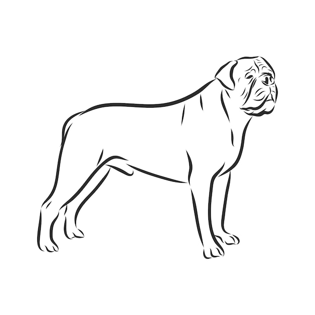 Esboço desenhado de mão do valentão americano. cão gráfico isolado no fundo branco. ilustração vetorial para tatuagem e impressão.
