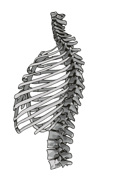 Vetor esboço do esqueleto do peito em um vetor de fundo branco