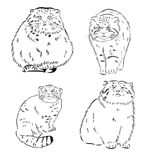 Desenho Realista Vetorial Da Figura Panda Em Ilustração Desenhada à Mão Inteira Ilustração do Vetor - Ilustração de animal, fofofo: 258480450