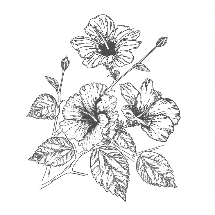 Vetor esboço e mão que desenham a flor do hibiscus. ilustração em vetor arte linha.