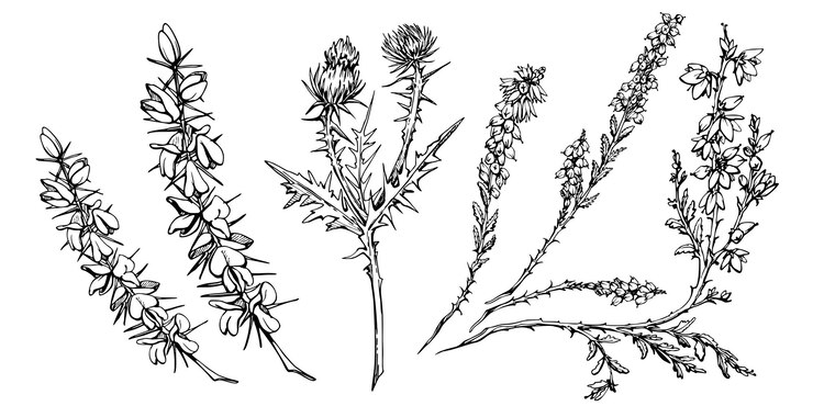 Vetor esboço gráfico vetorial desenhado à mão com vassoura escocesa urze e ramos de arbustos de cardo com flores e espinhos natureza design para brochura de viagens turísticas tatuagem de cartão de impressão de guia de casamento