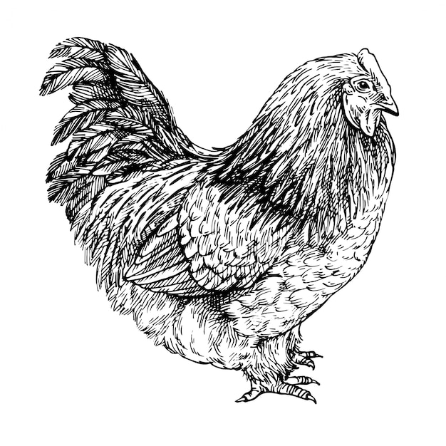 Vetor esboço hen. frango realista de mão desenhada. ilustração gravada a tinta