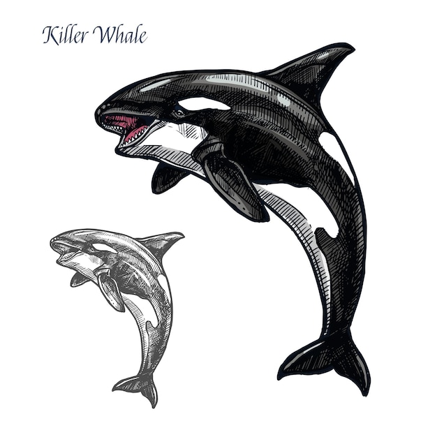 Esboço isolado de orca ou orca animal marinho