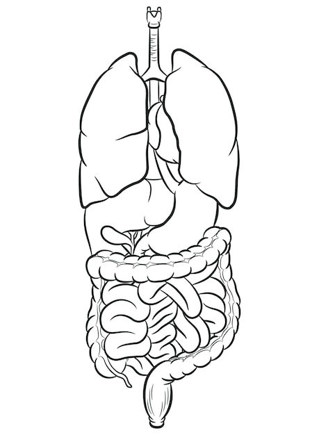 sistema digestório desenho para colorir
