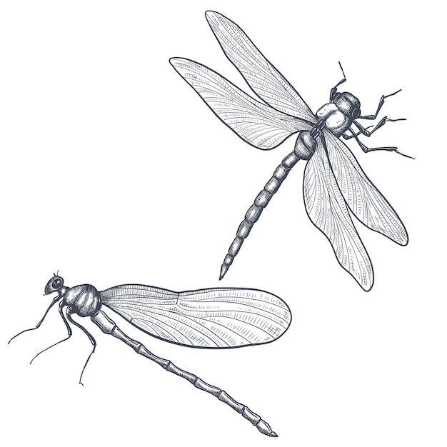 Vetor esboço preto e branco de libélula com ilustração vetorial de asas delicadas esboço preto e branco
