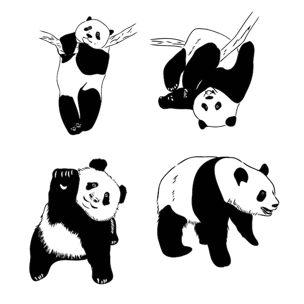 Vetor esboço realista vetorial da figura do panda em ilustração desenhada à mão de corpo inteiro