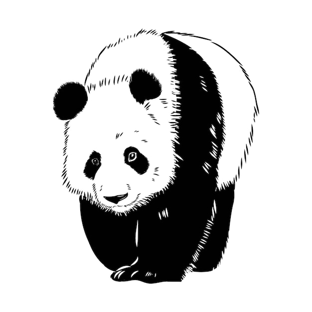 Esboço realista vetorial da figura do panda em ilustração desenhada à mão  de corpo inteiro