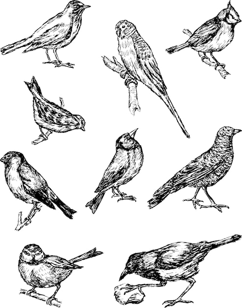 Esboços de diferentes pássaros selvagens