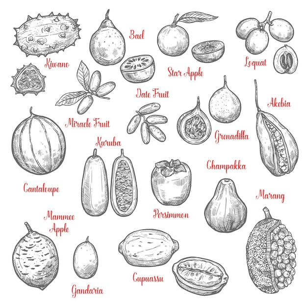 Vetor esboços deliciosos de frutas tropicais exóticas isolados