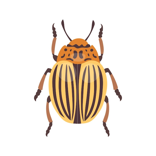 Escaravelho de batata adulto do Colorado em fundo branco Ilustração zoológica em estilo plano