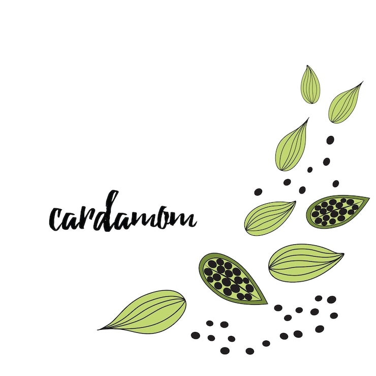 Vetor especiaria de cardamomo ilustração em vetor estilo desenhado à mão de elemento de design de comida de quadro de cardamomo