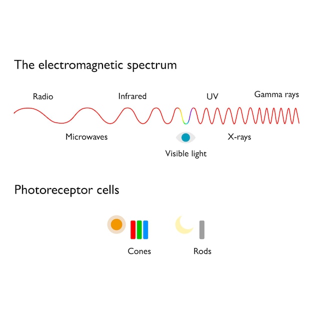 Espectro eletromagnético e células fotorreceptoras