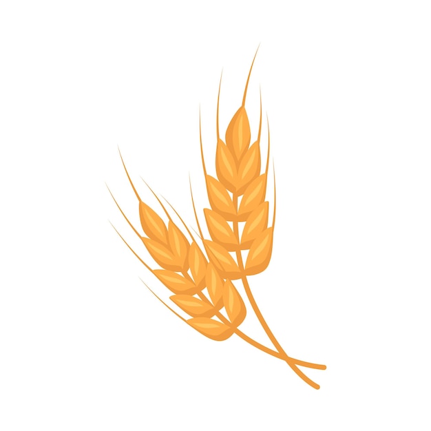 Espiga dourada de grãos de trigo para fazer pão de farinha e outros alimentos ilustração plana vetorial