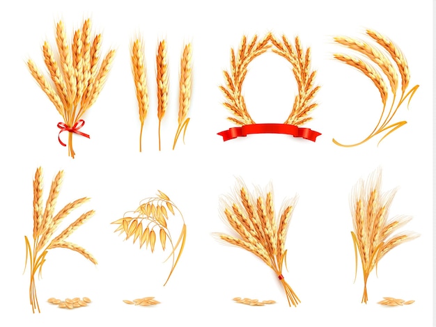 Vetor espigas de trigo, aveia, centeio e cevada. ilustração vetorial.