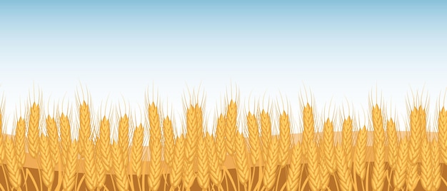 Vetor espiguetas de campo de trigo contra o céu agricultura vetor de borda horizontal sem costura