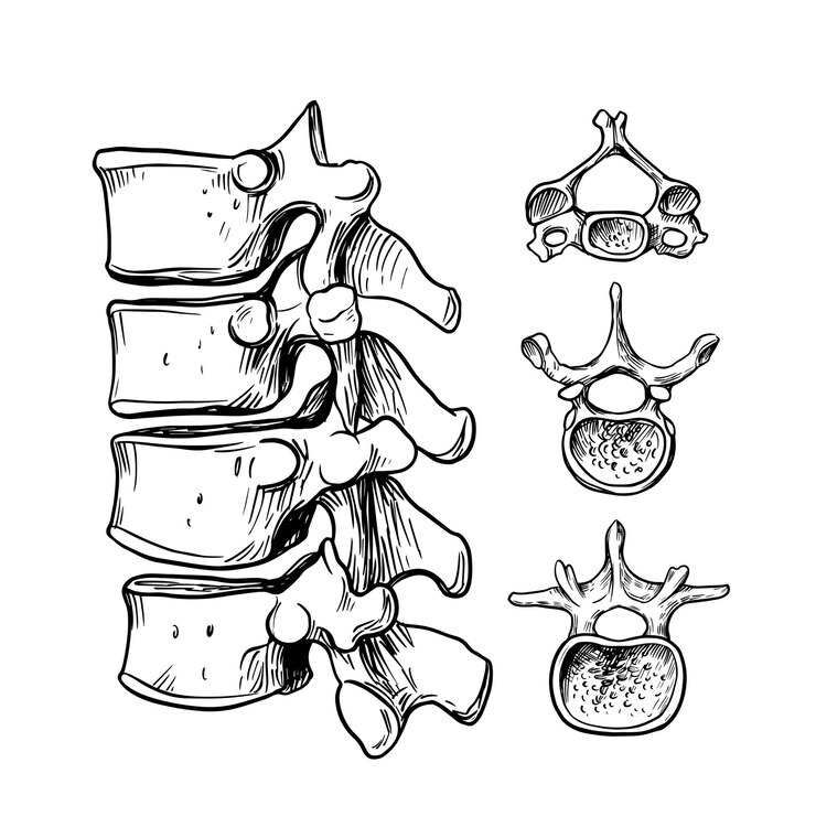 Vetor espinha dorsal humana. a estrutura das vértebras cervicais, torácicas e lombares.