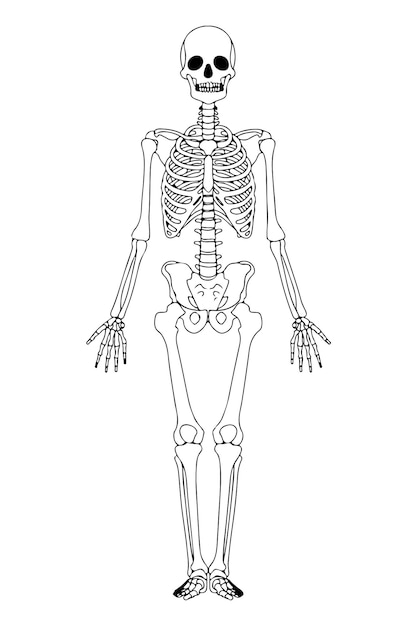 Esqueleto delineado ilustração. Esqueleto humano preto isolado. Anatomia dos ossos humanos.