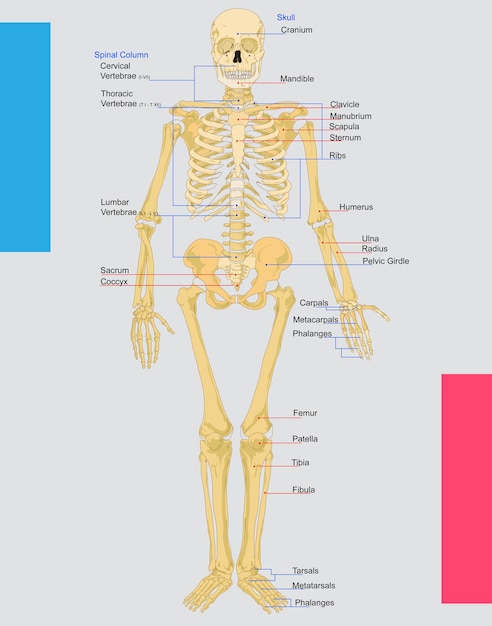 Vetor esqueleto humanio (em inglês)