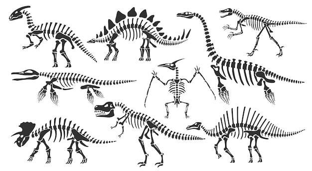 Esqueletos de dinossauros Dino ossos fóssil de estegossauro e esqueleto de tiranossauro Restos de animais antigos conjunto de ilustração vetorial