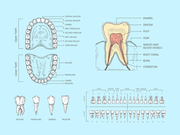 Vetor esquema de anatomia dentária infográfico de estrutura dentária ortodôntica diagrama de perda de dentes humanos e gráfico de boca ilustração vetorial científica