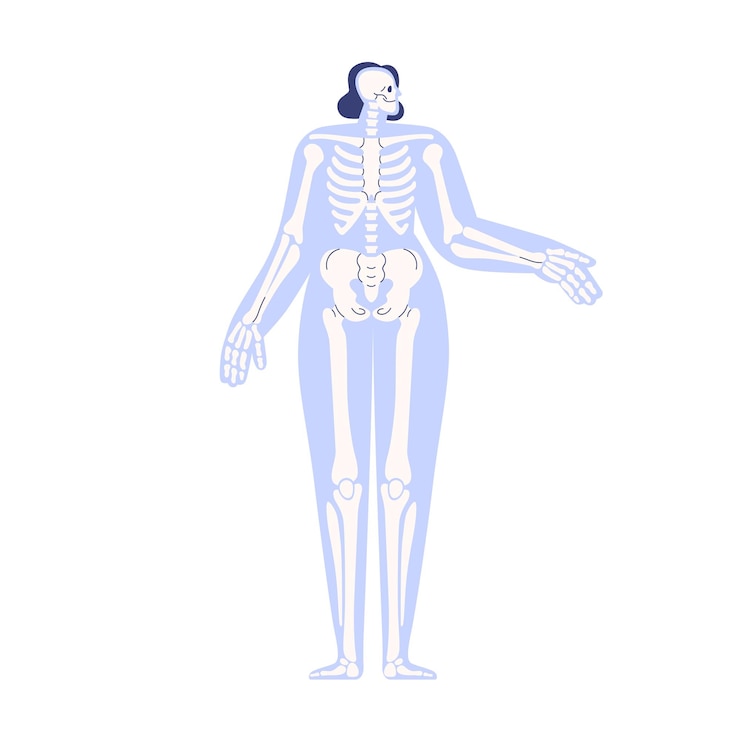 Vetor esquema de esqueleto humano. anatomia corporal, estrutura esquelética anterior. sistema interno com ossos, crânio, costelas, pélvis em silhueta abstrata. ilustração em vetor gráfico plana isolada no fundo branco.