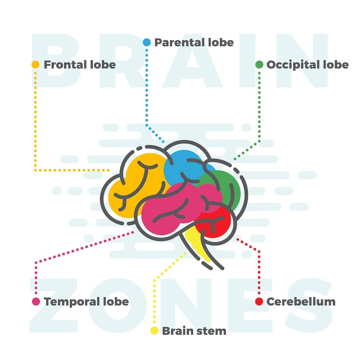 Vetor esquema de zonas cerebrais infográficos coloridos de diferentes lóbulos em linha e estilo plano isolado