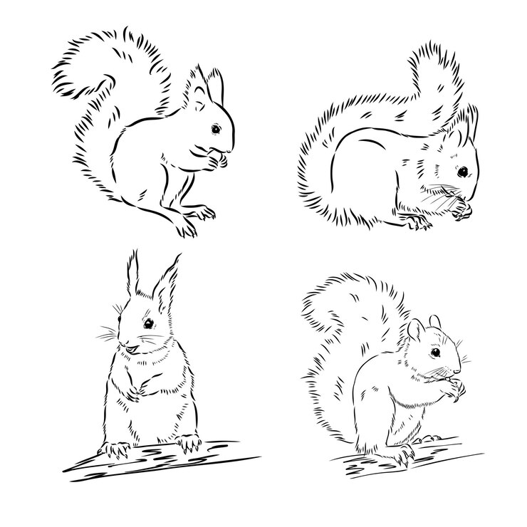 Vetor esquilo desenhado à mão retro animal realista isolado estilo vintage doodle linha design gráfico preto e branco desenho mamífero vetor esboço natal animal esquilo vetor esboço